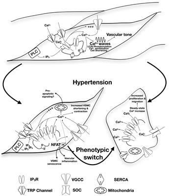 Inositol 1,4,5-Trisphosphate Receptors in Hypertension